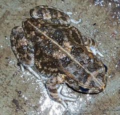 Sclerophrys gutturalis