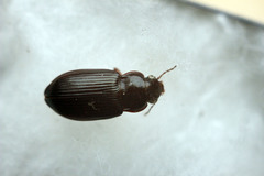 Curtonotus