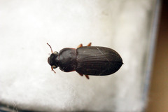 Harpalus griseus