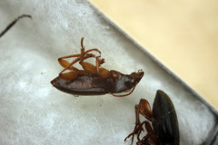 Harpalus griseus