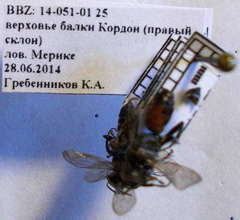 Tachysphex fulvitarsis