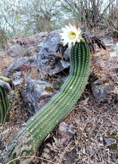 Trichocereus schickendantzii