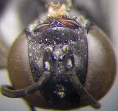 Tachysphex fulvitarsis