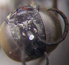 Tachysphex fulvitarsis