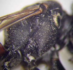 Tachysphex fulvitarsis