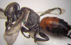 Tachysphex fulvitarsis