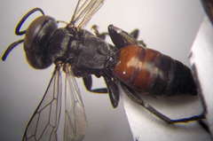 Tachysphex fulvitarsis