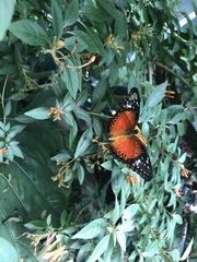 Cethosia penthesilea