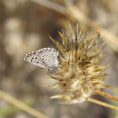 Pseudophilotes panoptes