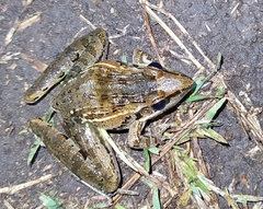 Ptychadena anchietae
