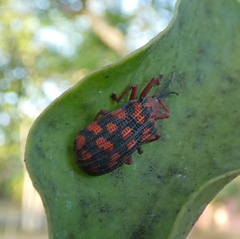 Sceloenopla maculata