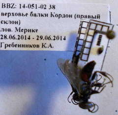 Tachysphex fulvitarsis