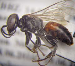 Tachysphex fulvitarsis