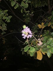 Lagerstroemia speciosa