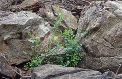 Phyllanthus gunnii