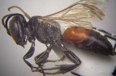 Tachysphex fulvitarsis