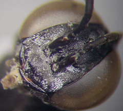 Tachysphex fulvitarsis