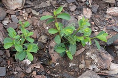 Phyllanthus gunnii