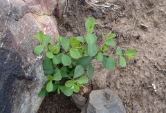 Phyllanthus gunnii