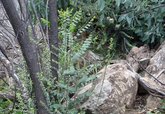 Phyllanthus gunnii