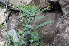 Phyllanthus gunnii