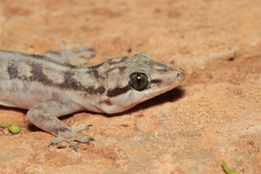 Phyllopezus pollicaris