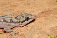 Phyllopezus pollicaris