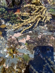 Onithochiton quercinus