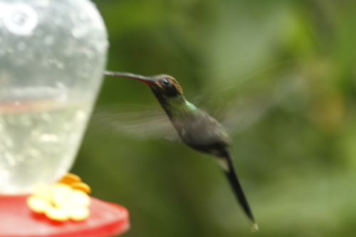 Phaethornis yaruqui