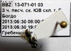 Tachysphex consocius