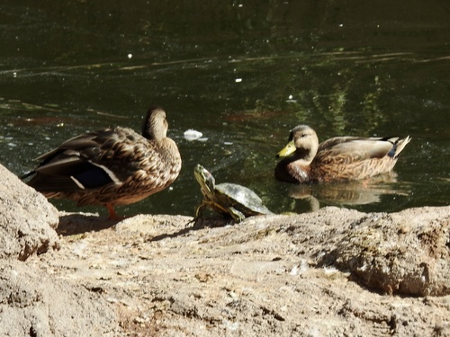 Mallard photographed in New Mexico