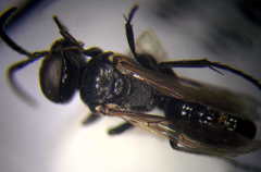 Tachysphex consocius