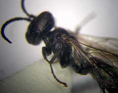 Tachysphex consocius