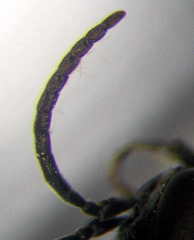 Tachysphex consocius