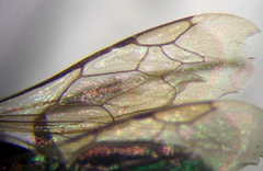 Tachysphex consocius