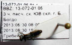 Tachysphex consocius