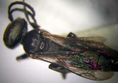 Tachysphex consocius