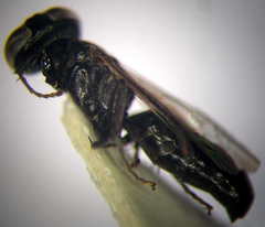 Tachysphex consocius