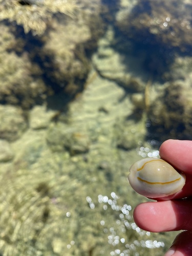 Gold Ring Cowry