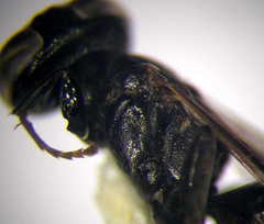 Tachysphex consocius