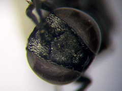 Tachysphex consocius