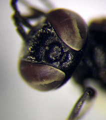 Tachysphex consocius