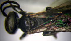 Tachysphex consocius