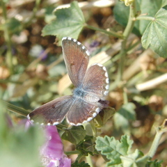 Pseudophilotes panoptes