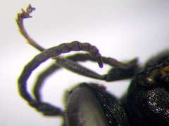 Tachysphex consocius