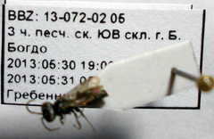 Tachysphex consocius