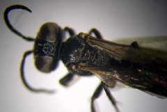 Tachysphex consocius