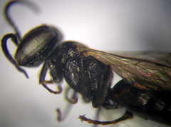 Tachysphex consocius