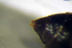 Tachysphex consocius