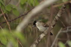 Sakesphoroides cristatus